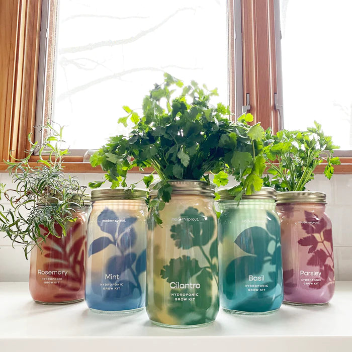 Modern Sprout - Organic Herbs Gardening Jars