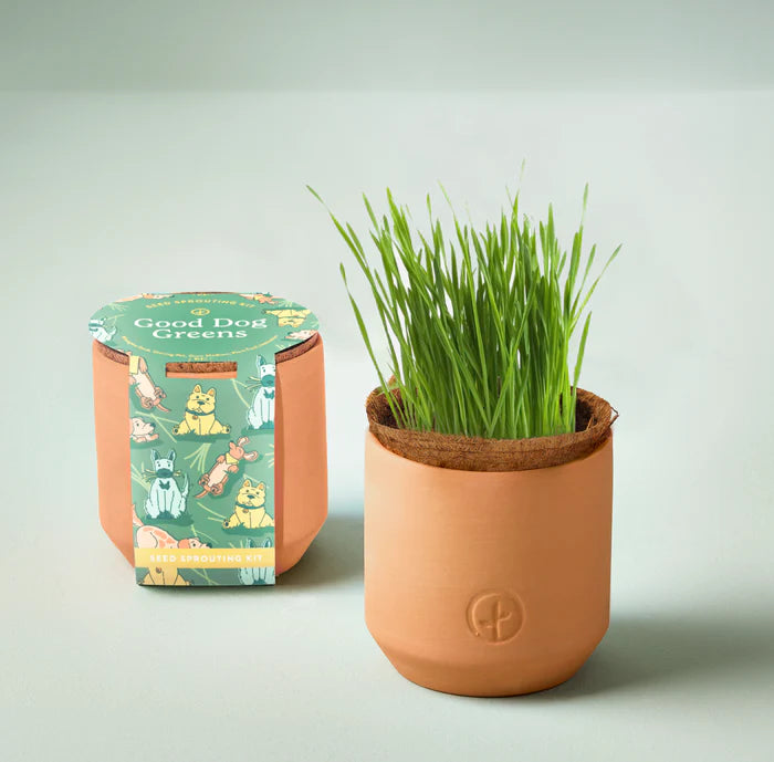 Modern Sprout - Tiny Terracotta Pet Garden Kits