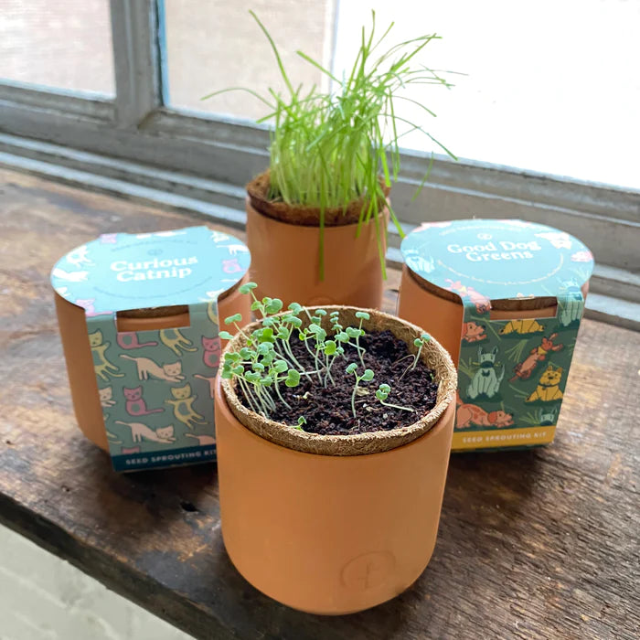 Modern Sprout - Tiny Terracotta Pet Garden Kits