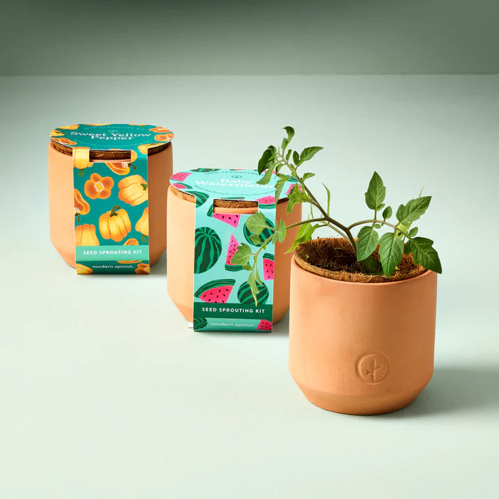 Modern Sprout - Tiny Terracotta Garden Kit