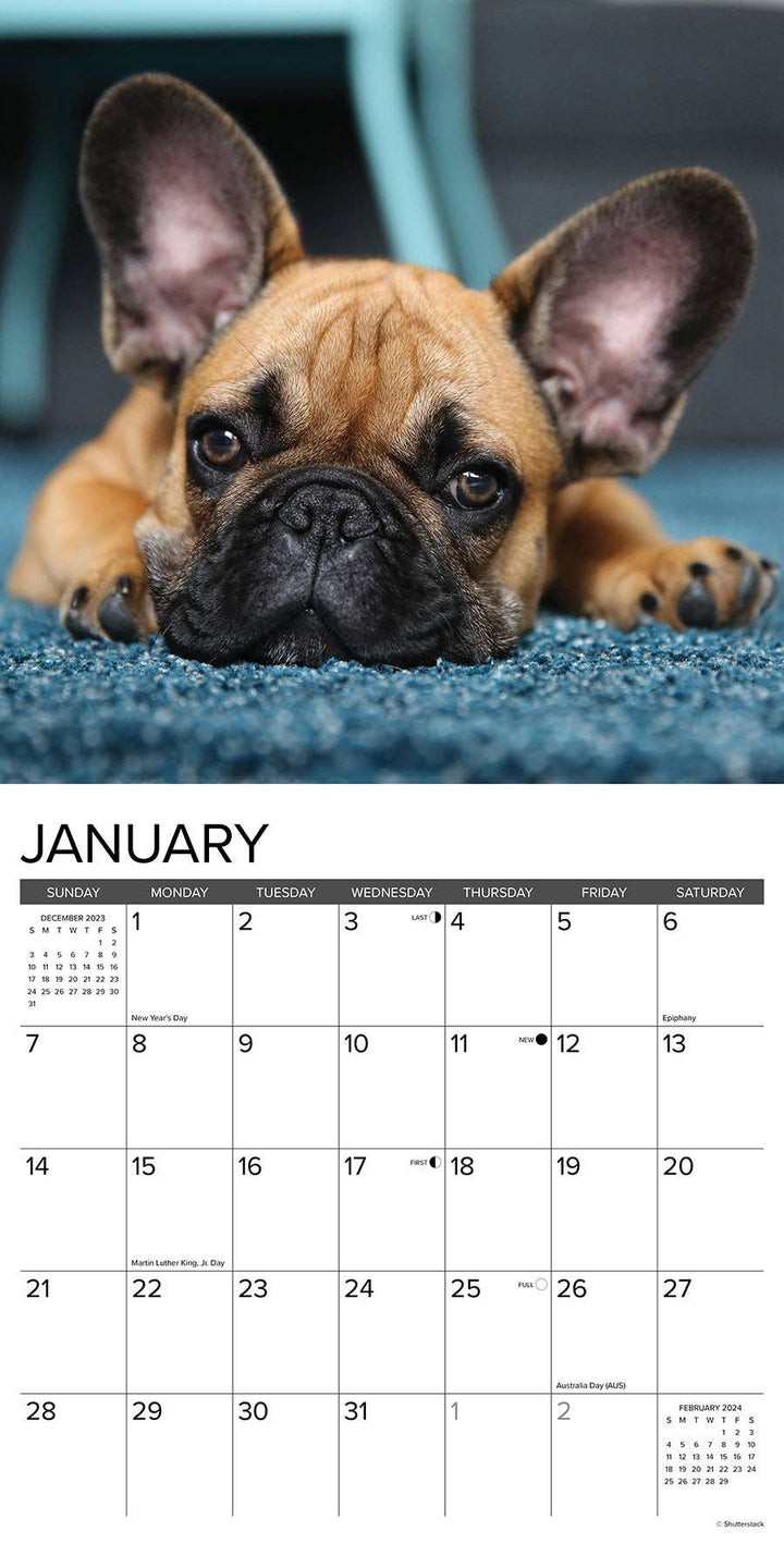 Just French Bulldogs 2024 Wall Calendar